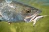 seatrout fly.jpg